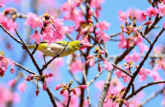 Birds collect nectar as flowers begin to bloom